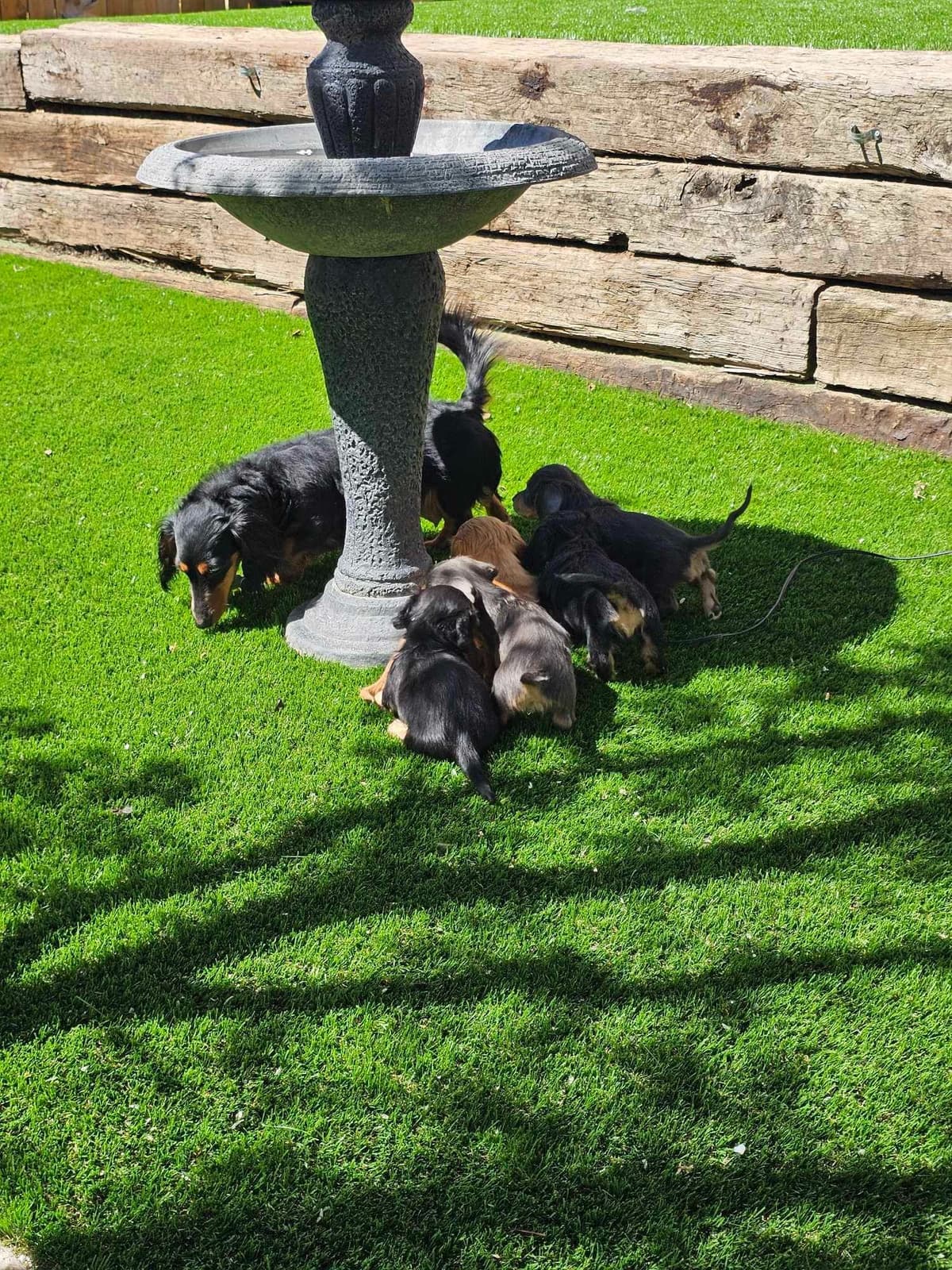 Dachshund Puppies breeder image 1