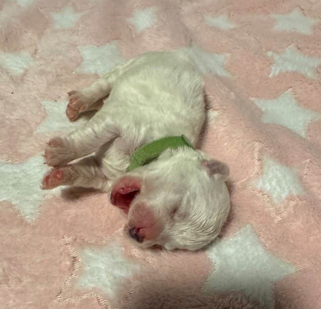Bichon Frise Puppies media 2