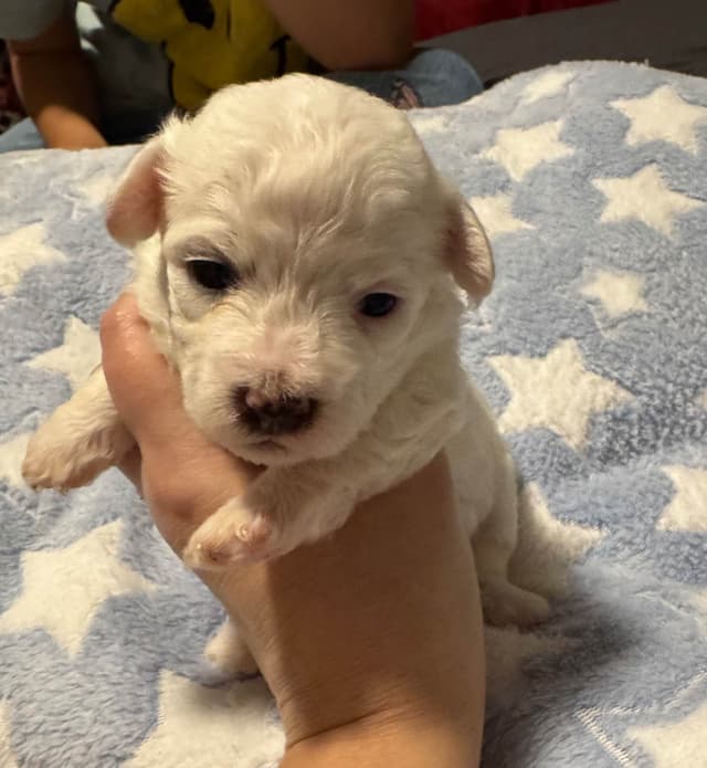 Bichon Frise Puppies media 3