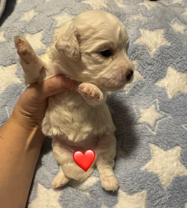 Bichon Frise Puppies media 5