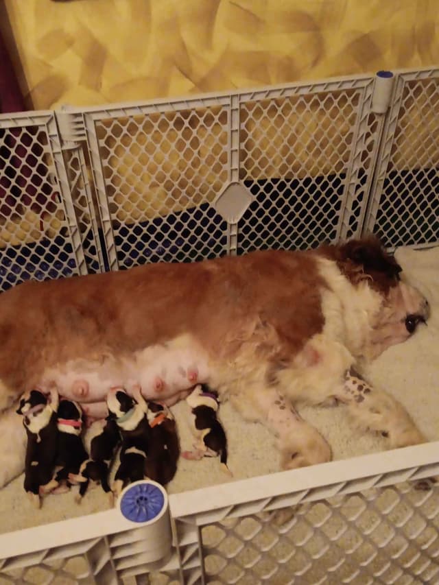 Saint Bernard Puppies media 2