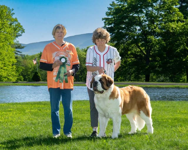 Saint Bernard Puppies media 3