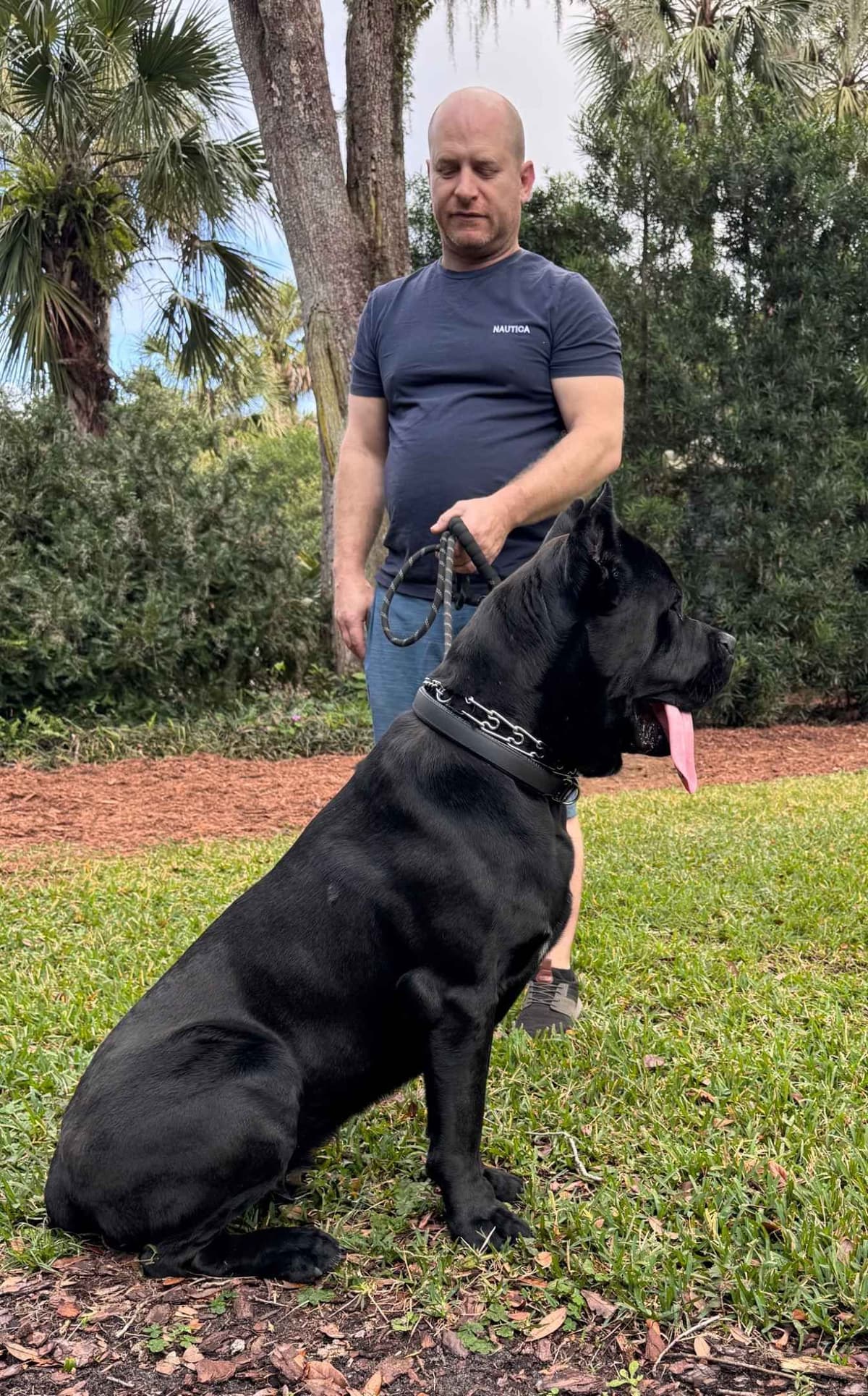 Cane Corso Puppies breeder image 2