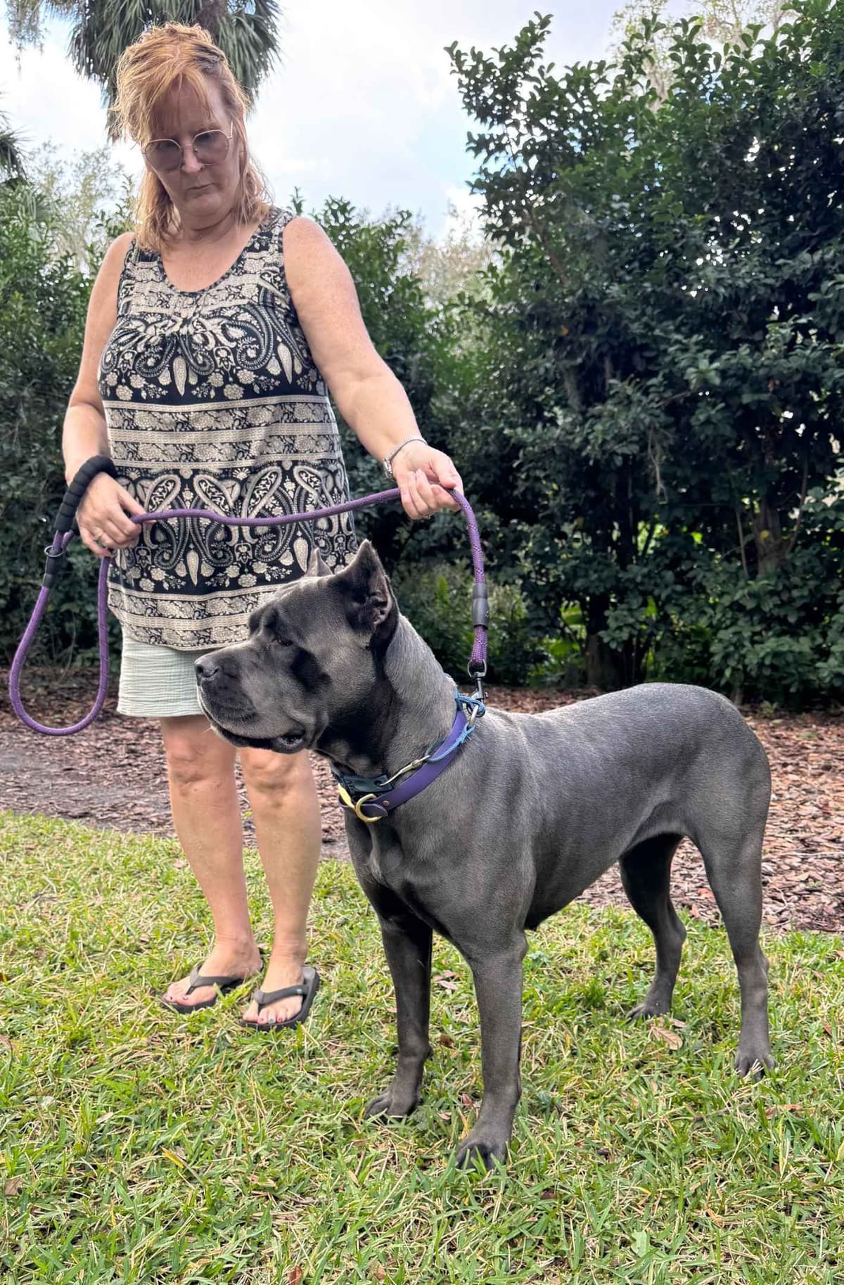Cane Corso Puppies breeder image 3