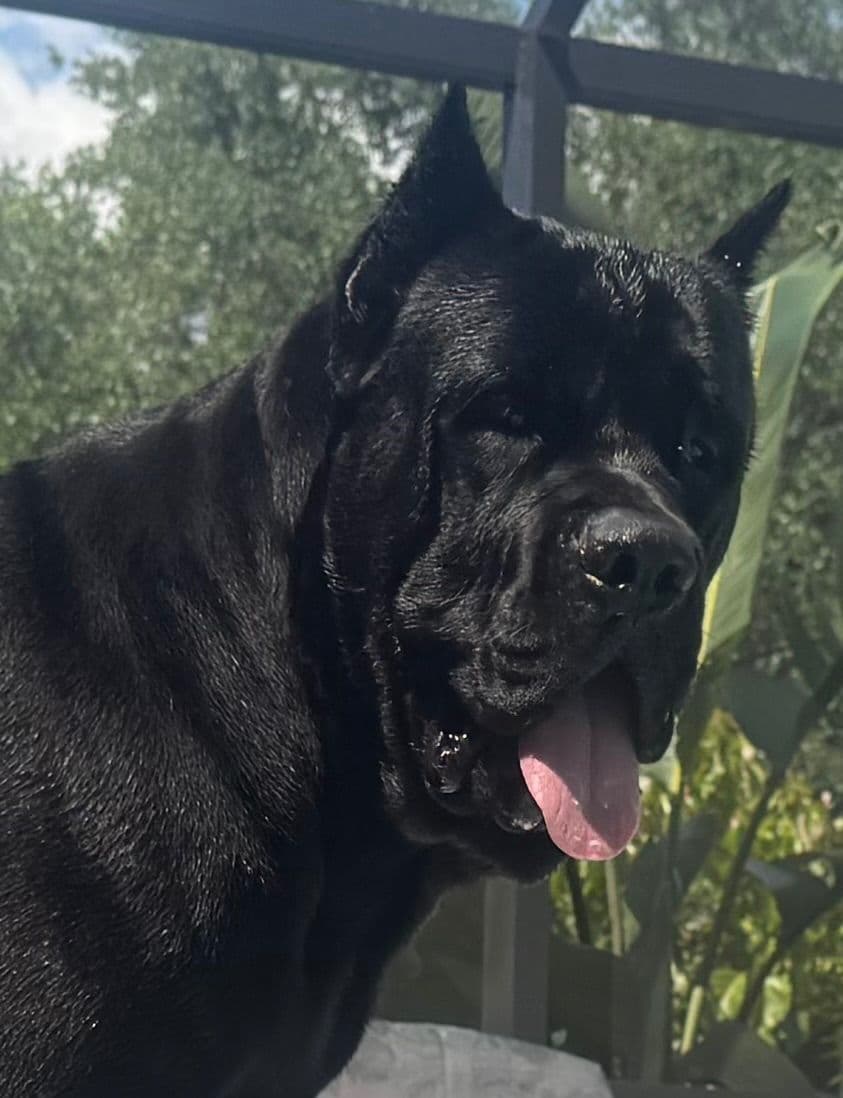 Cane Corso Puppies breeder image 4