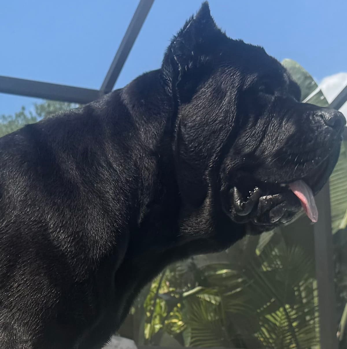 Cane Corso Puppies breeder image 5