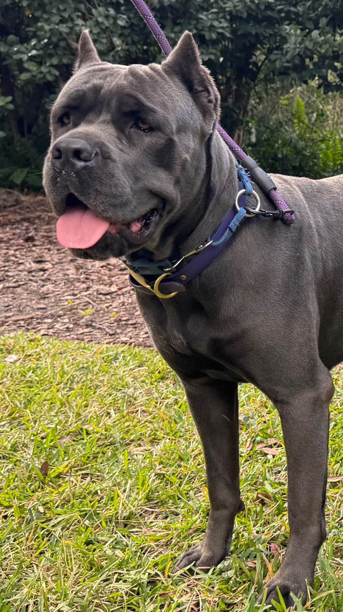 Cane Corso Puppies breeder image 7