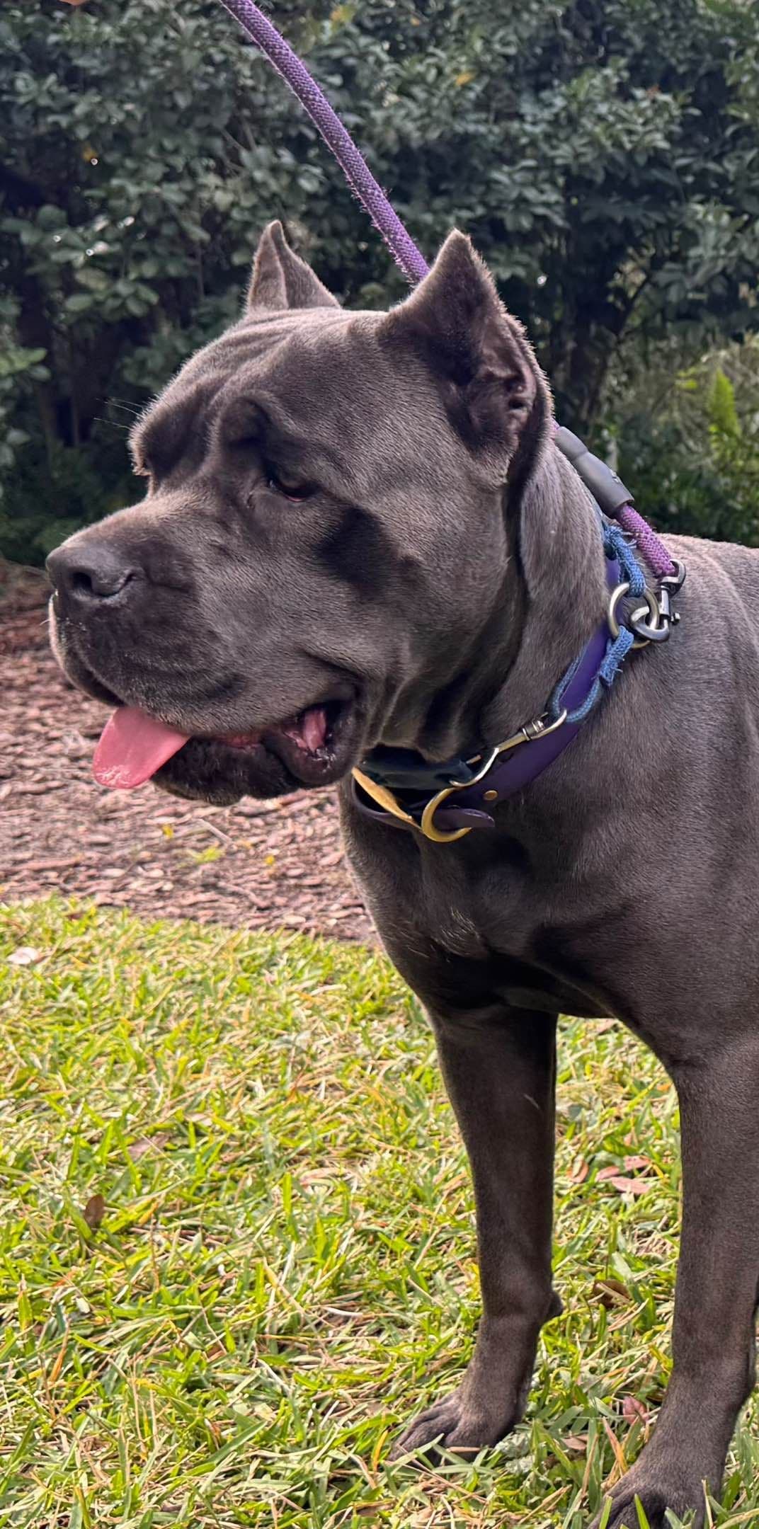 Cane Corso Puppies breeder image 6