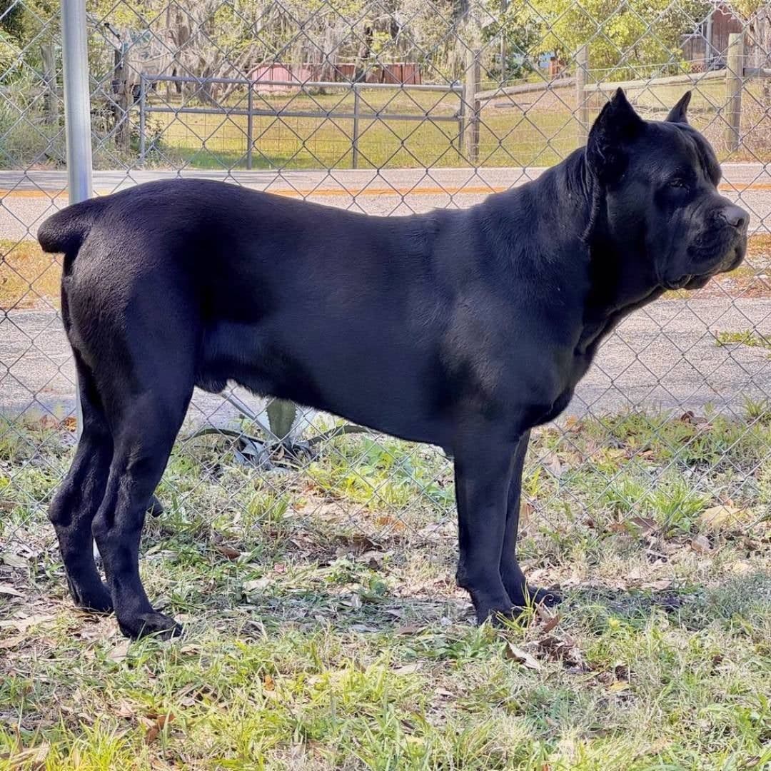 Cane Corso Puppies breeder image 8