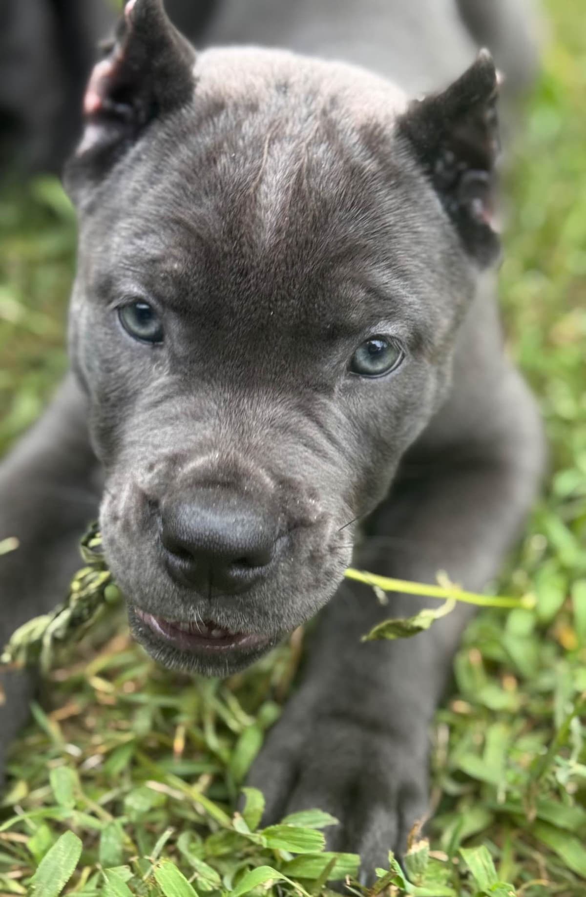 Cane Corso Puppies breeder image 9