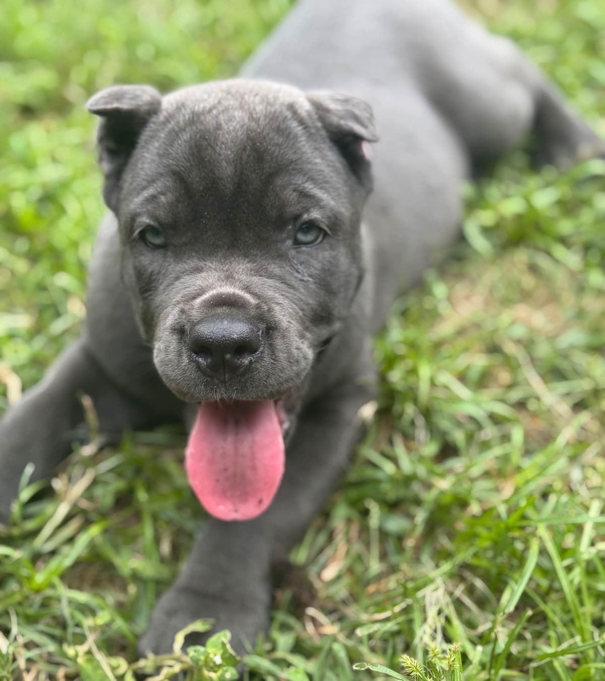 Cane Corso Puppies breeder image 10