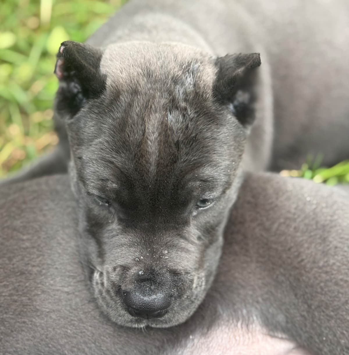 Cane Corso Puppies breeder image 11