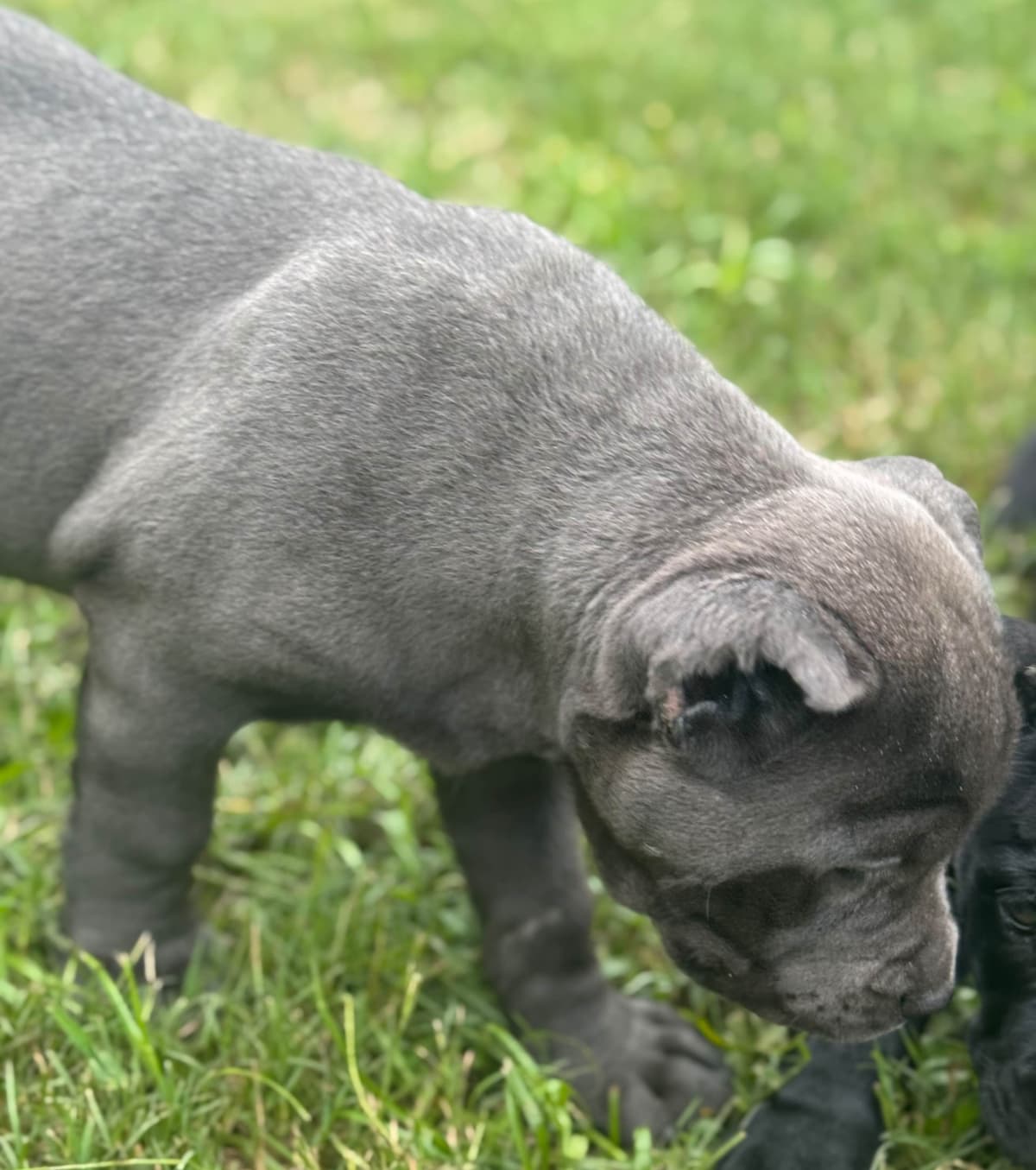 Cane Corso Puppies breeder image 12