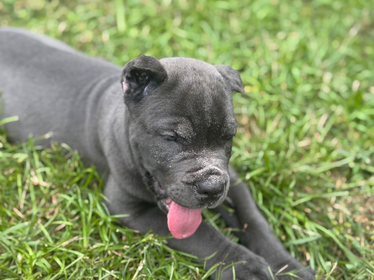 Cane Corso Puppies breeder image 13