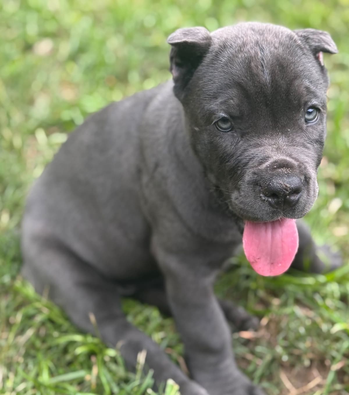 Cane Corso Puppies breeder image 15