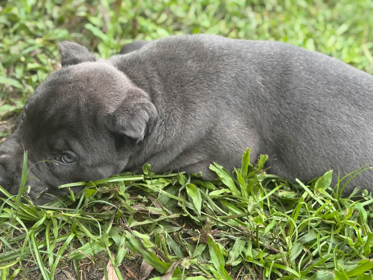 Cane Corso Puppies breeder image 16