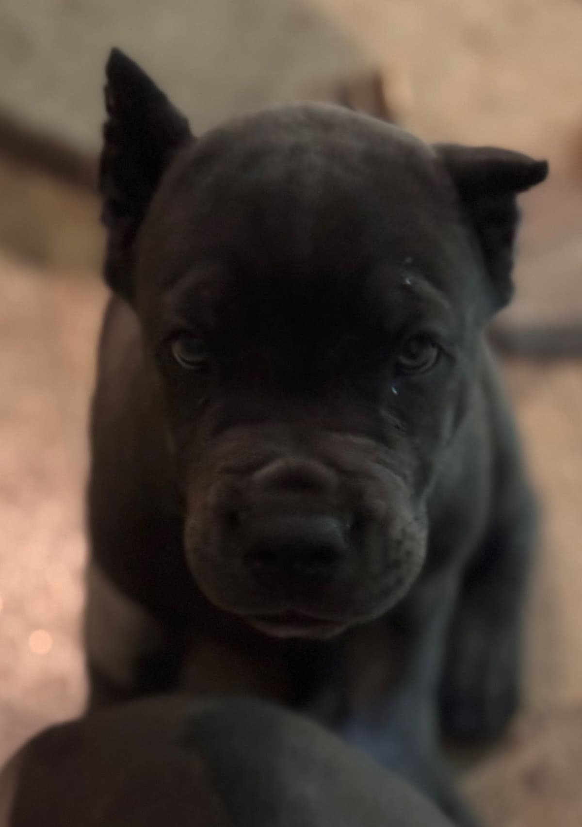 Cane Corso Puppies breeder image 17