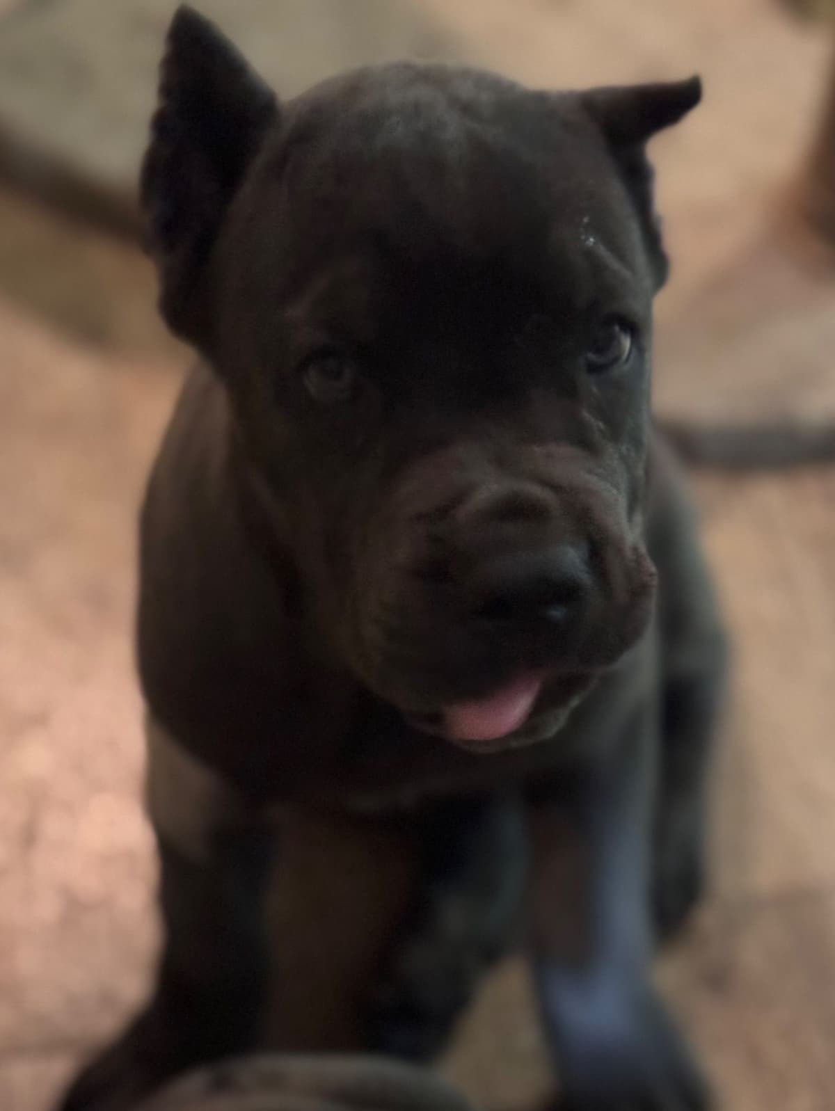 Cane Corso Puppies breeder image 18