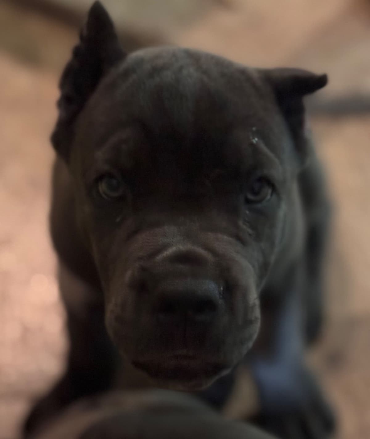 Cane Corso Puppies breeder image 19