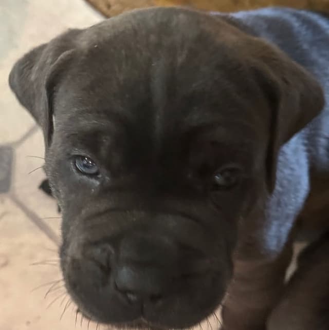 Cane Corso Puppies media 3