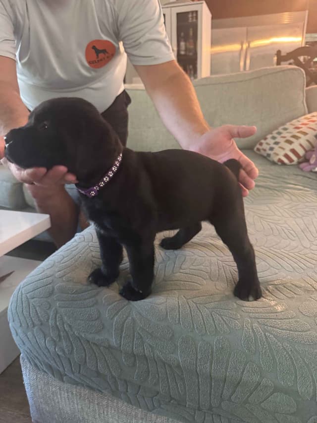 Cane Corso Puppies media 5