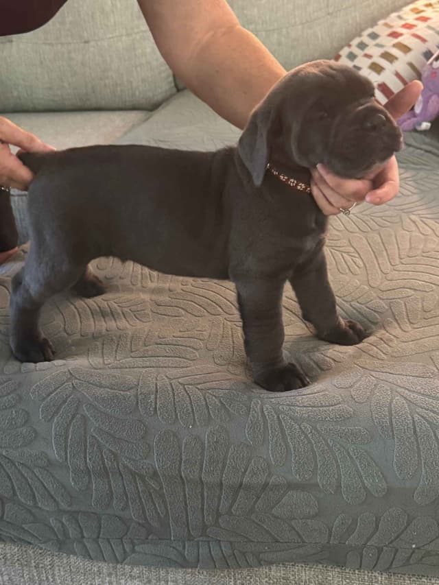 Cane Corso Puppies media 6