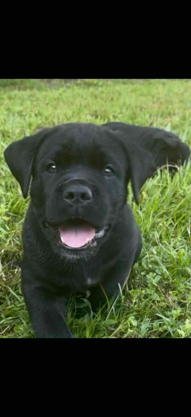 Cane Corso Puppies media 9