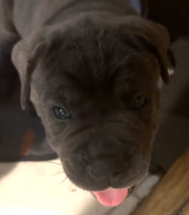 Cane Corso Puppies media 10