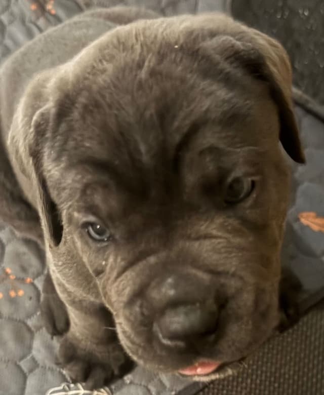 Cane Corso Puppies media 11