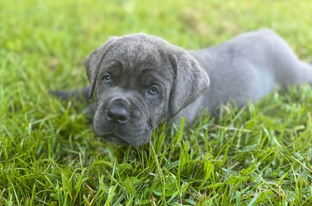 Cane Corso Puppies media 13