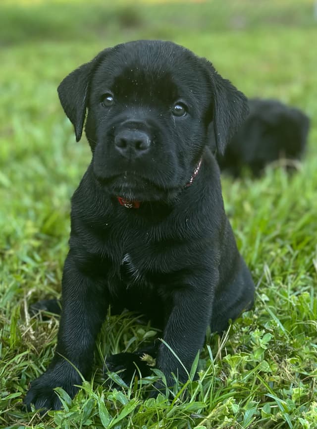 Cane Corso Puppies media 12