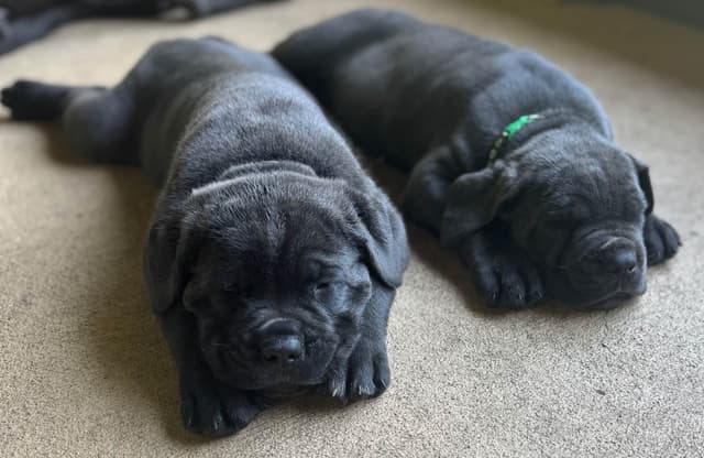 Cane Corso Puppies media 15