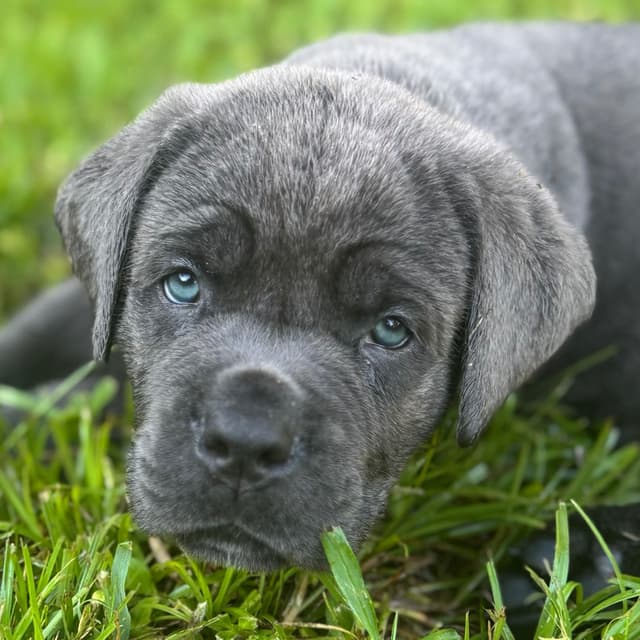 Cane Corso Puppies media 14