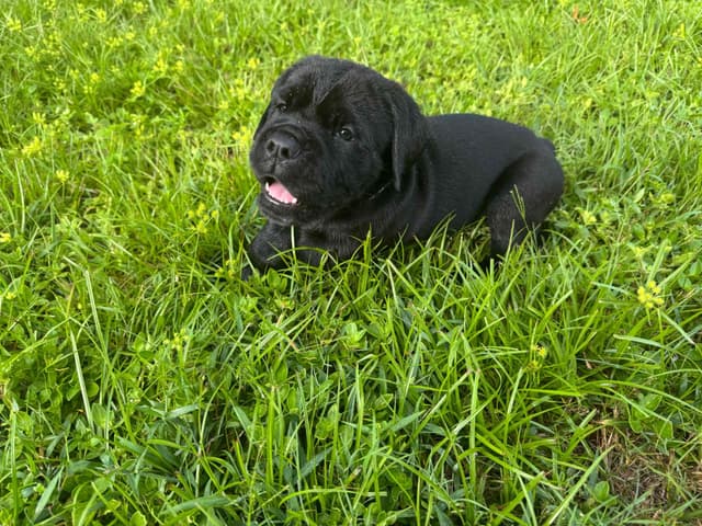 Cane Corso Puppies media 17