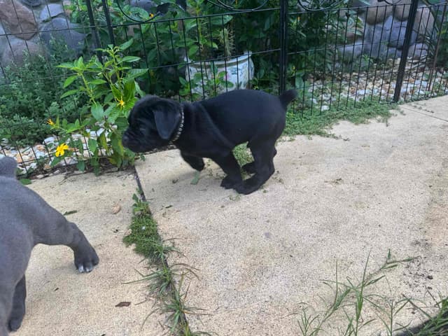 Cane Corso Puppies media 16