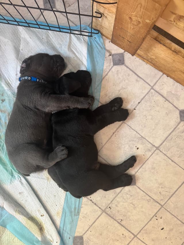 Cane Corso Puppies media 18