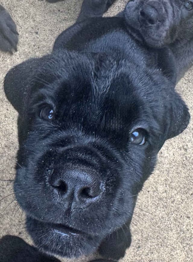 Cane Corso Puppies media 20