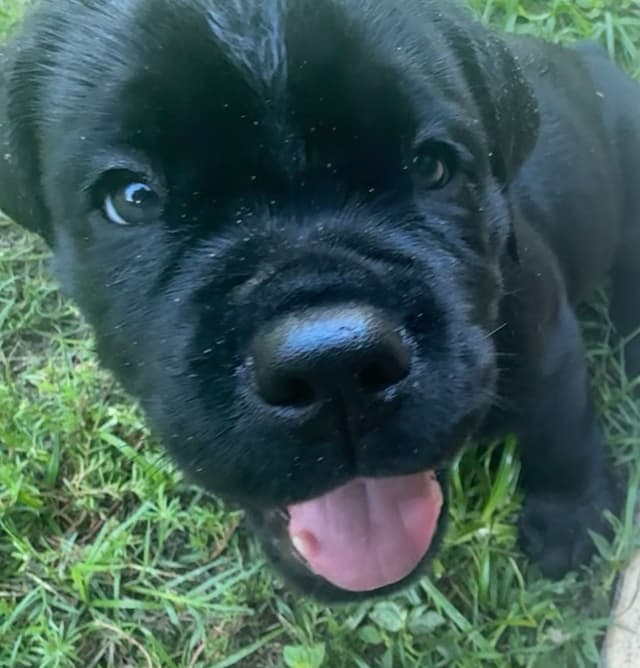Cane Corso Puppies media 19