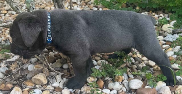 Cane Corso Puppies media 2