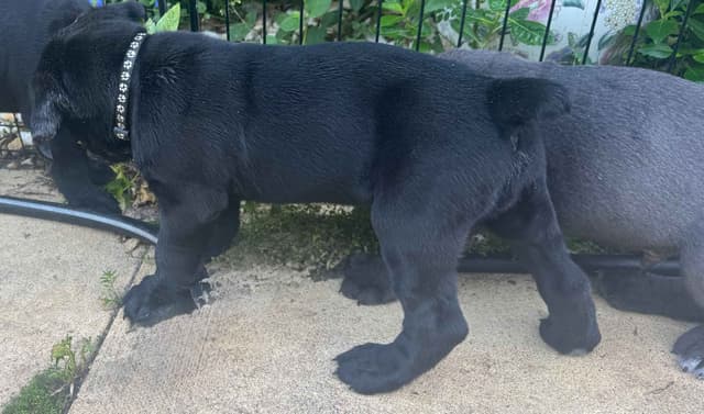 Cane Corso Puppies media 21