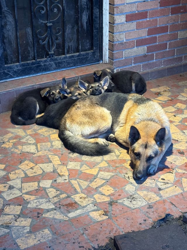 German Shepherd Dog Puppies media 2