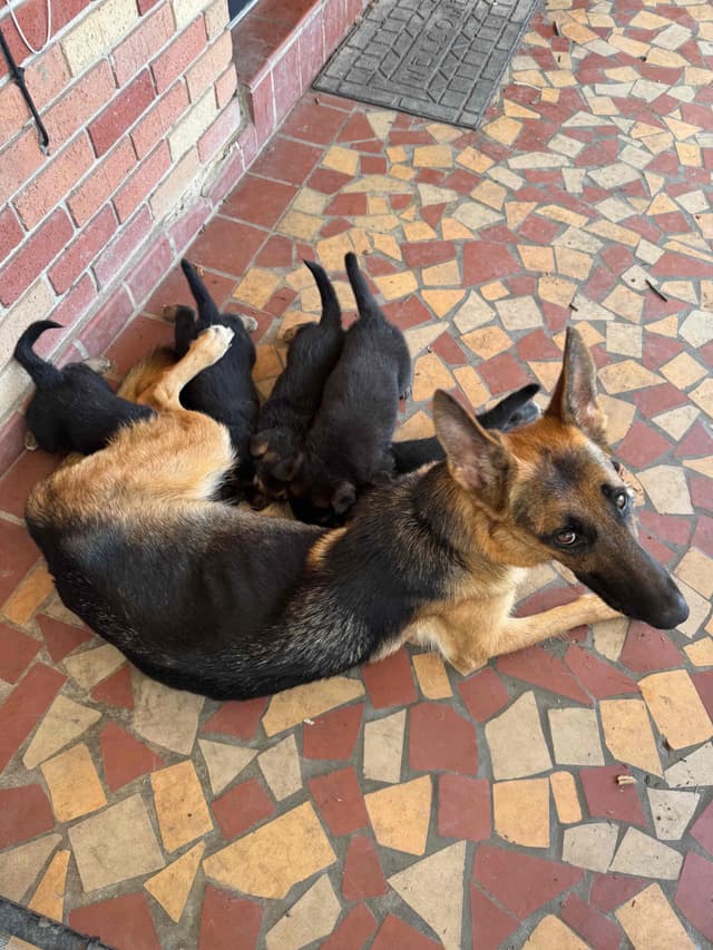 German Shepherd Dog Puppies media 3