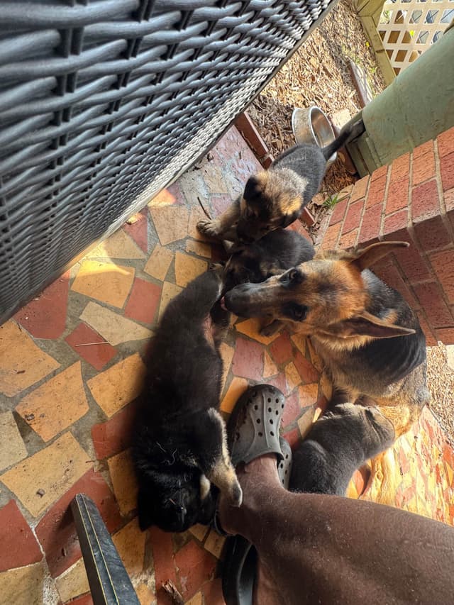German Shepherd Dog Puppies media 4