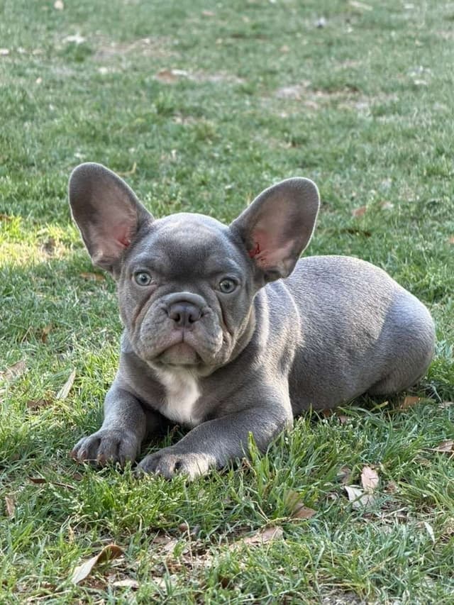 French Bulldog Puppies media 2
