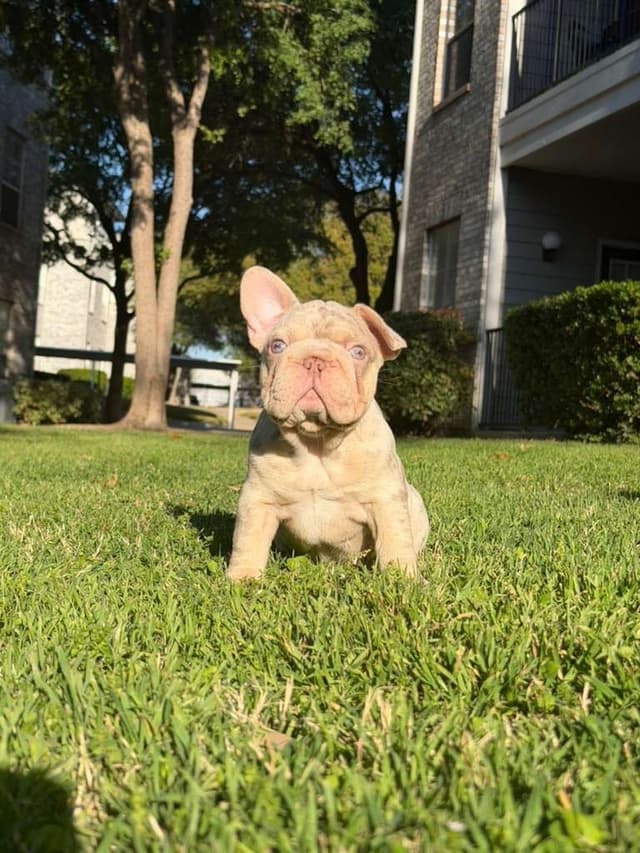 French Bulldog Puppies media 3