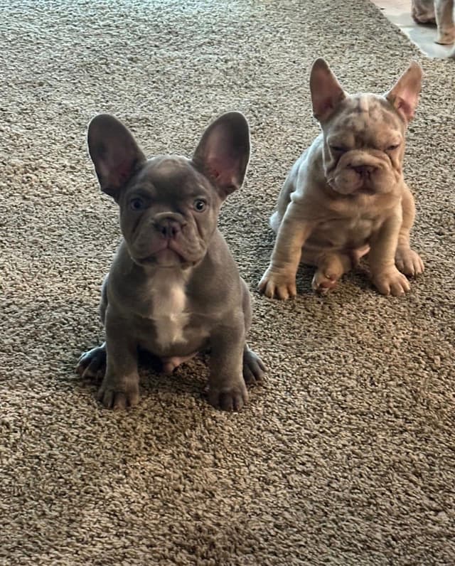 French Bulldog Puppies media 4