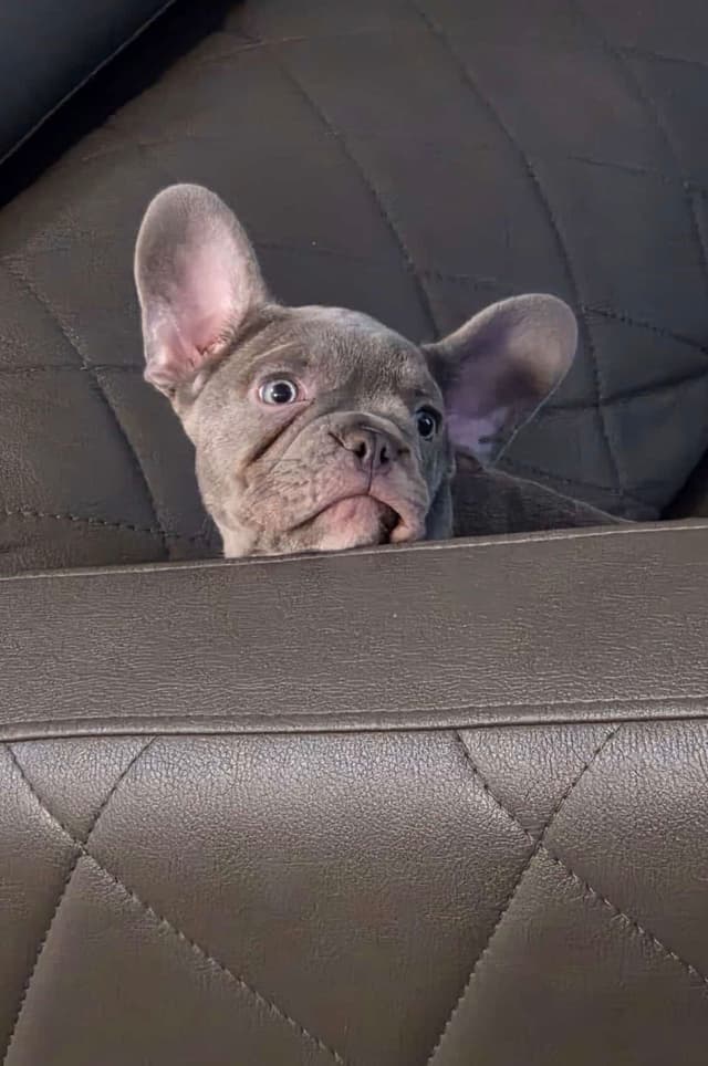 French Bulldog Puppies media 5