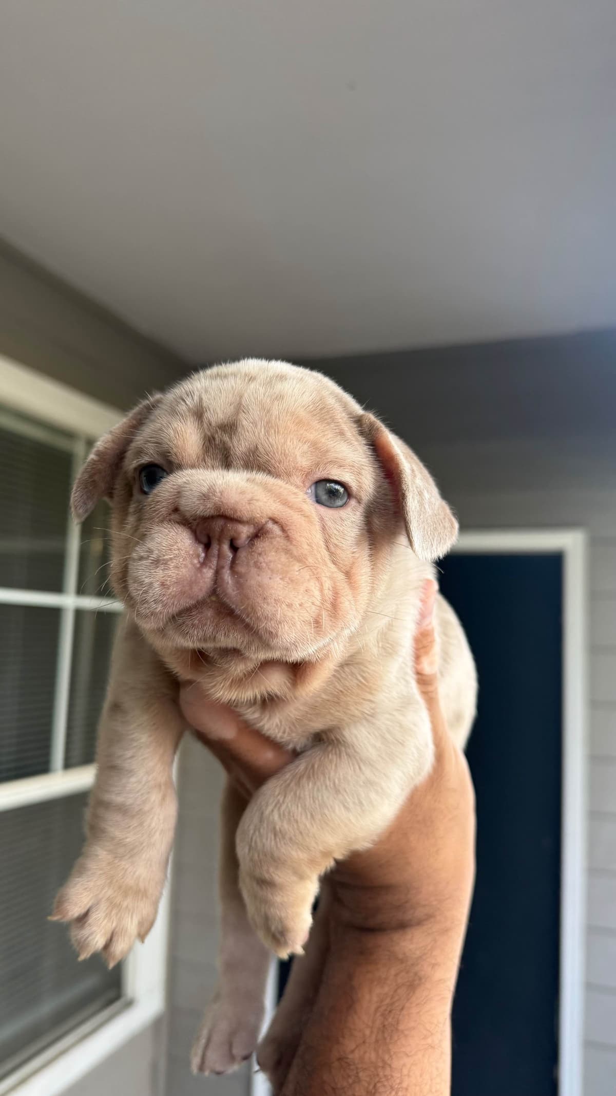 French Bulldog Puppies breeder image 1
