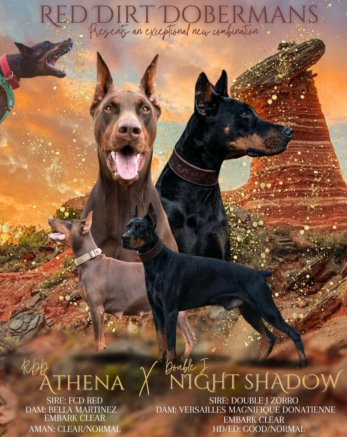 Doberman Pinscher Puppies breeder image 1