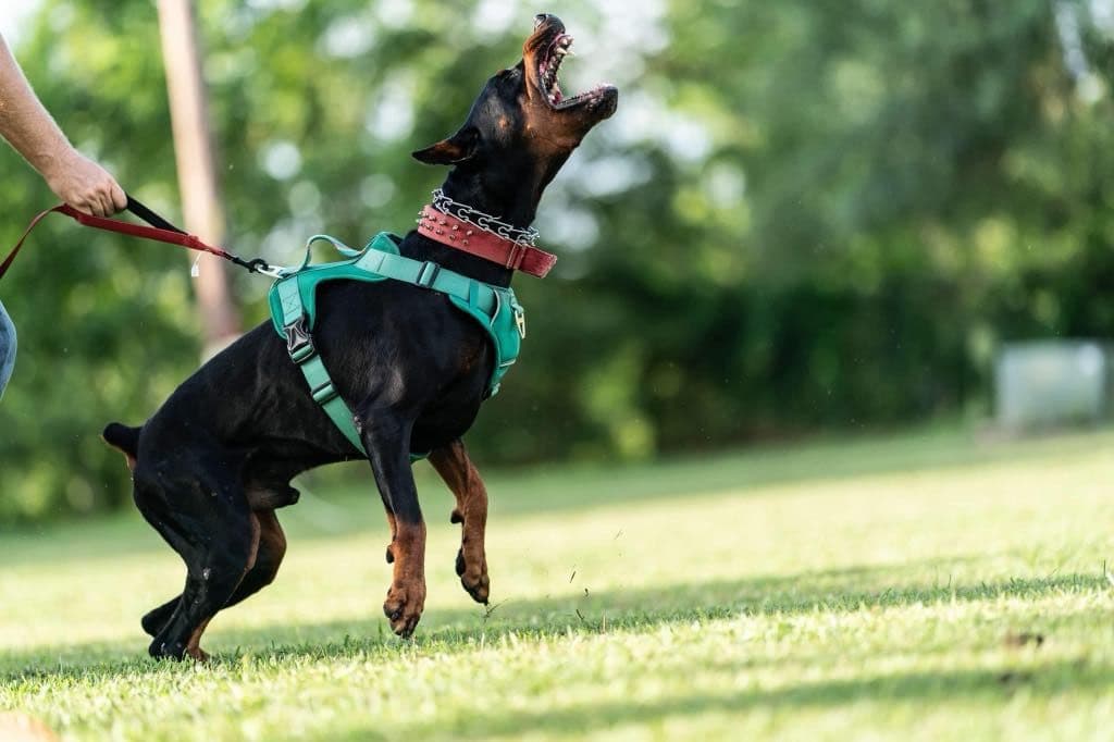 Doberman Pinscher Puppies breeder image 2